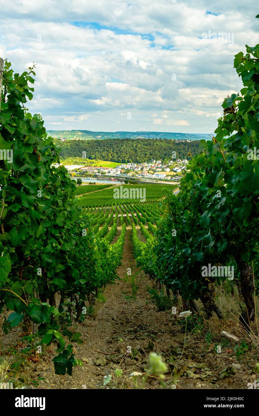 Riverside vineyard on a sunny day right before the harvesting season in the Rheingau-Taunus-Kreis region in Hesse, Germany. Rows of vines in a vineyar Stock Photo