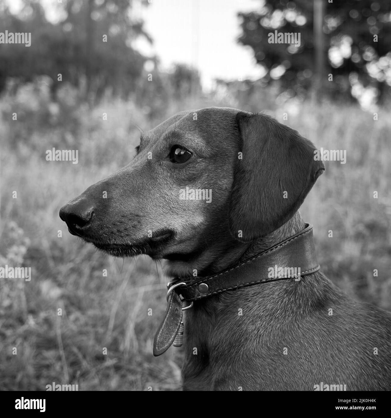 Portrait of a hunting dog. Black and white photo of a dachshund Stock ...