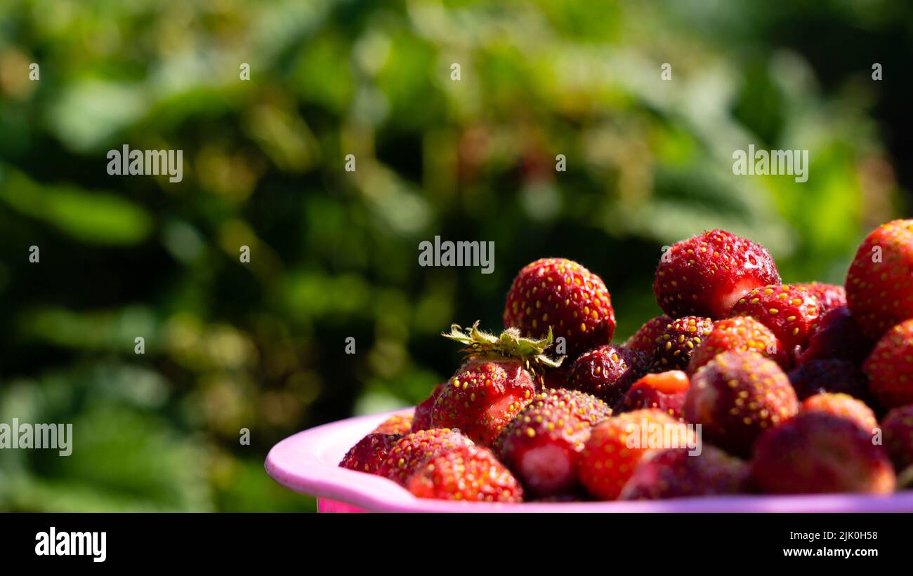A full cup of strawberries picked from a bush in the garden Stock Photo ...