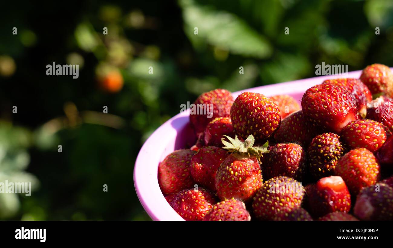 A full cup of strawberries picked from a bush in the garden Stock Photo ...