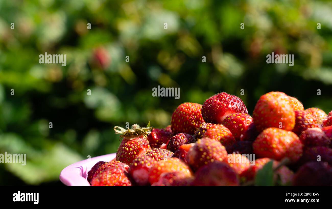 A full cup of strawberries picked from a bush in the garden Stock Photo ...