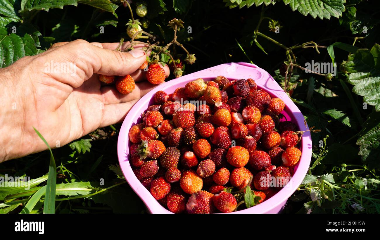 A full cup of strawberries picked from a bush in the garden Stock Photo ...