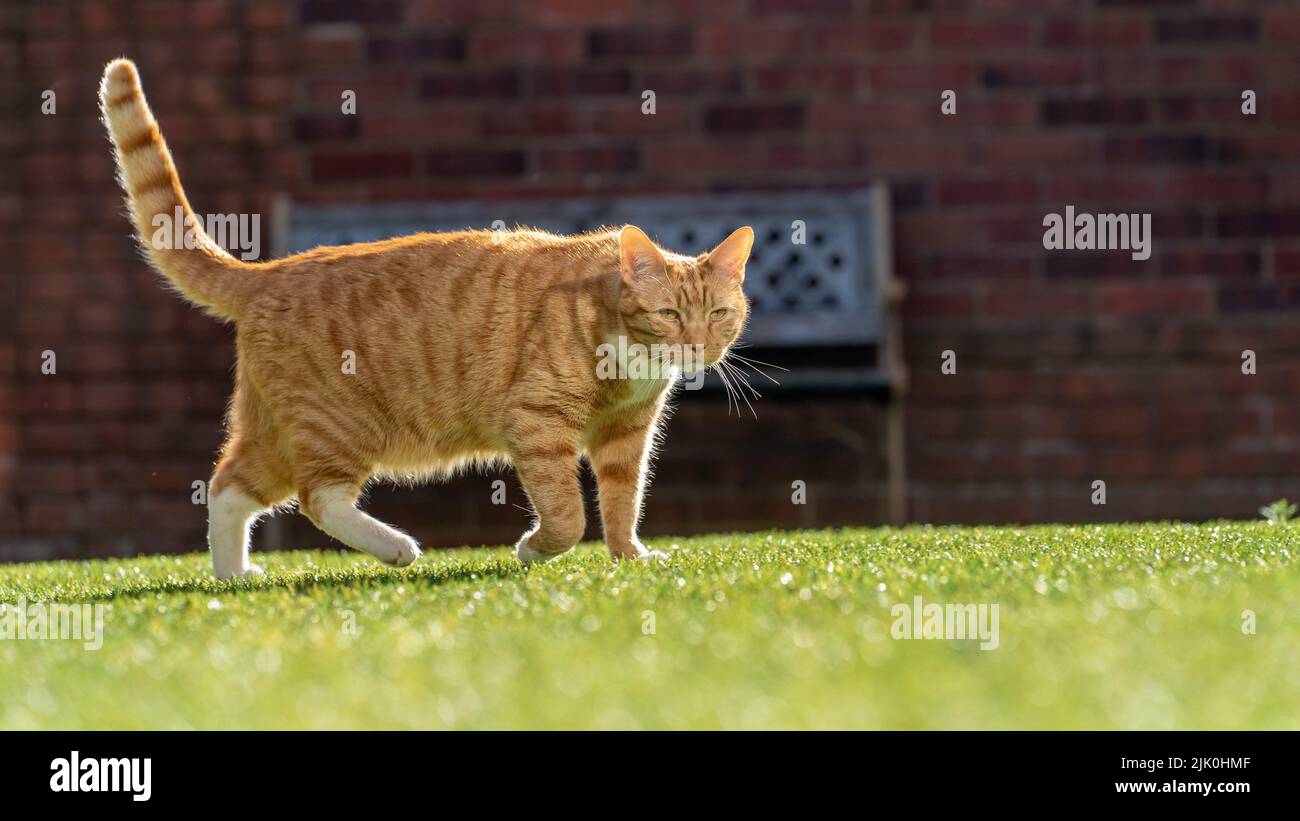 Tabby cat outdoors in sunny garden walking on grass hi-res stock ...