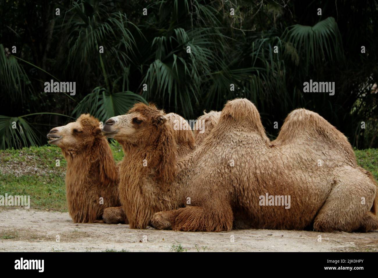 A pair of Bactrian camels sitting in the park Stock Photo