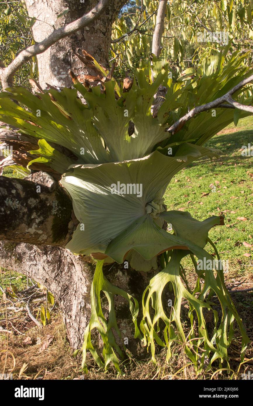 Large Staghorn fern, platycerium superbum, growing around the trunk of an avocado tree, persea americana. Orchard in Queensland, Australia. Stock Photo