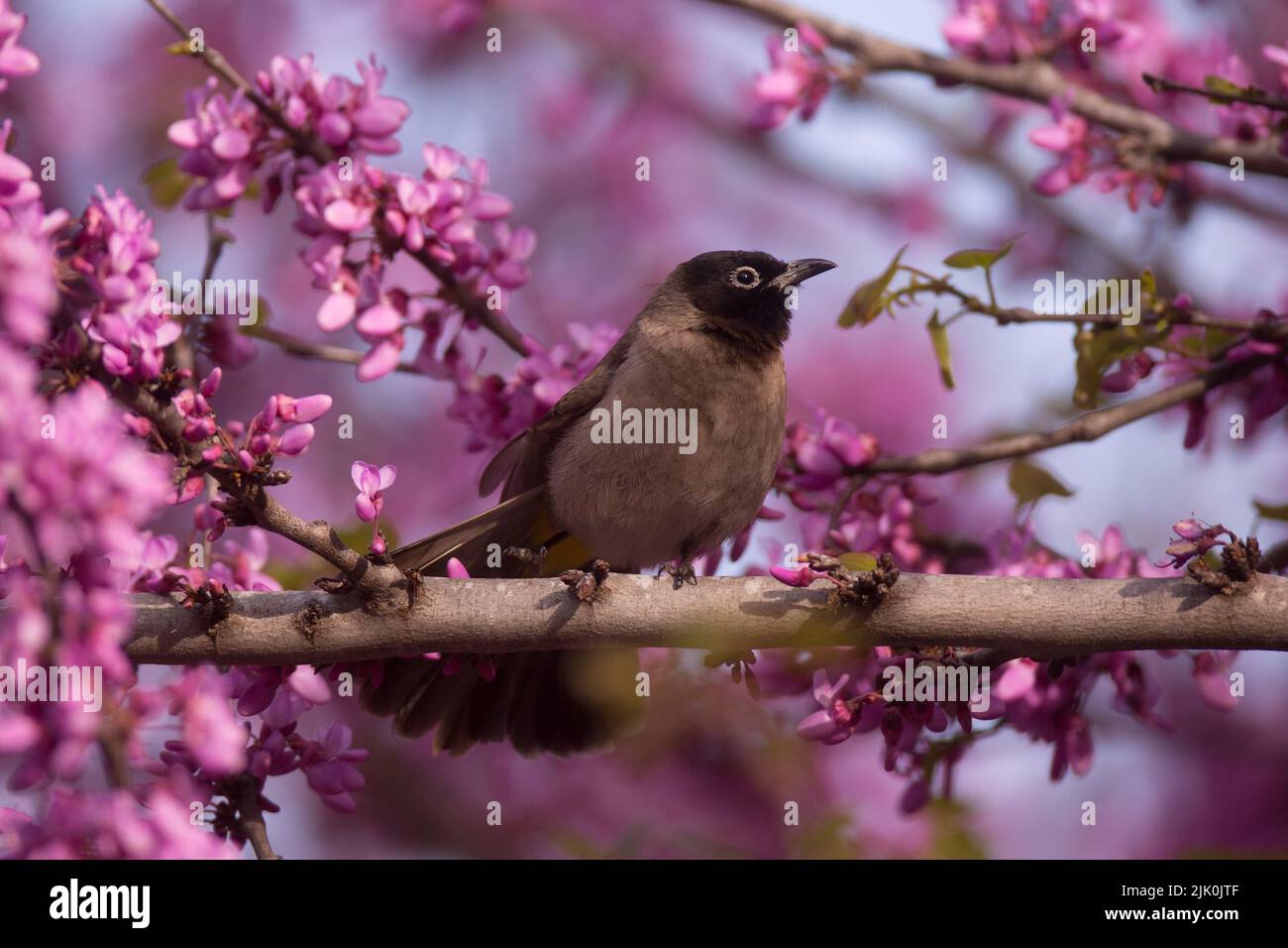 Yellow-vented Bulbul (Pycnonotus xanthopygos) on a Judas tree with mauve blossoms as a background Photographed in Israel in April Stock Photo