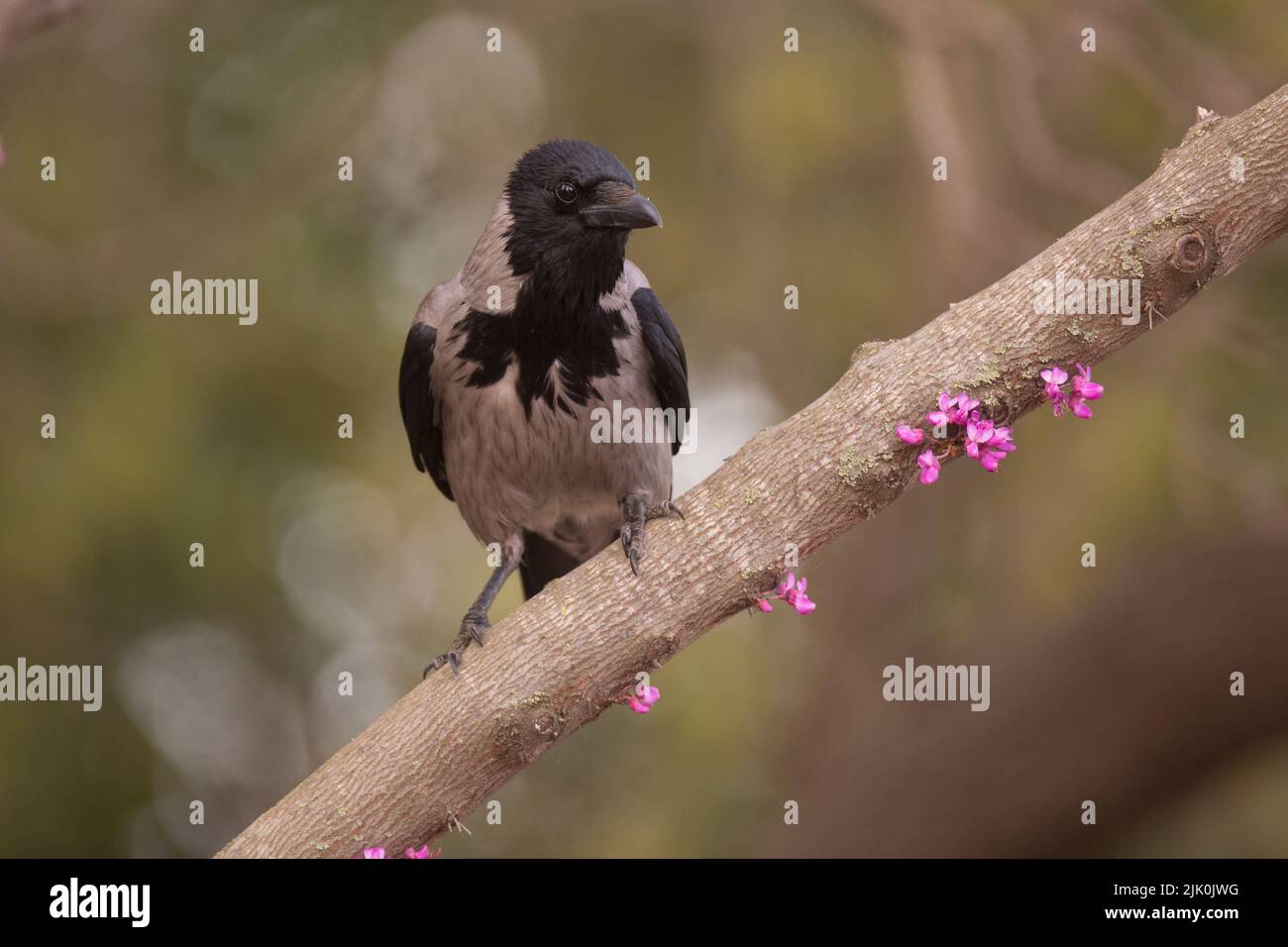 Hooded crow (Corvus cornix) perched on a branch The hooded crow is a widespread bird found throughout much of Europe and the Middle East. It is an omn Stock Photo