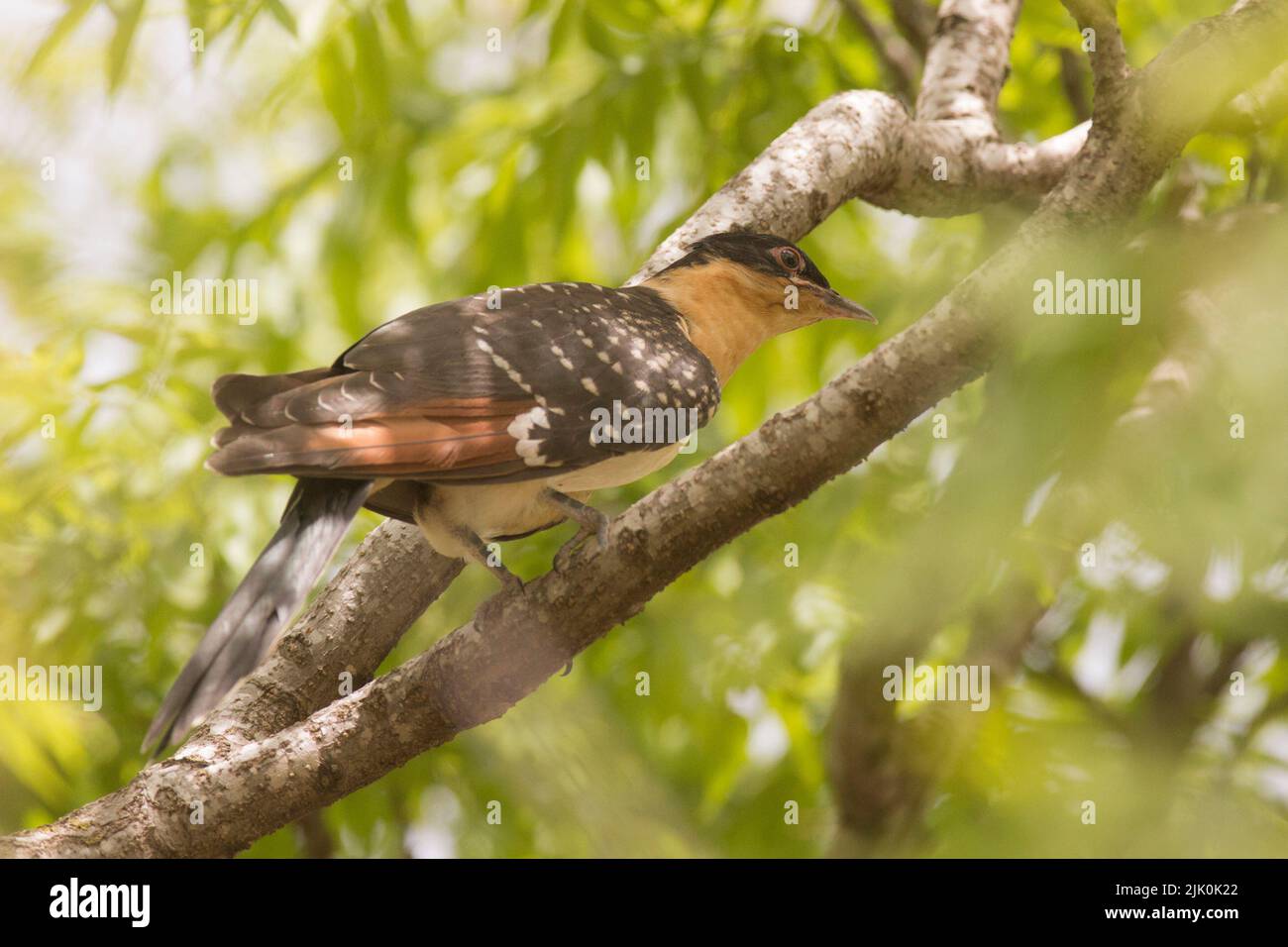 The great spotted cuckoo (Clamator glandarius) is a member of the cuckoo order of birds, the Cuculiformes, It is widely spread throughout Africa and t Stock Photo