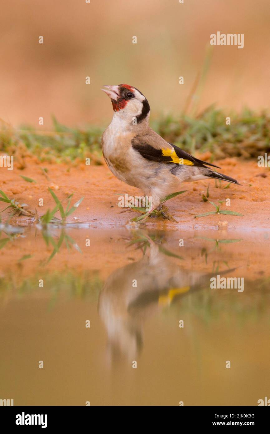 Female European goldfinch (Carduelis carduelis) Near a water puddle These birds are seed eaters although they eat insects in the summer. Photographed Stock Photo