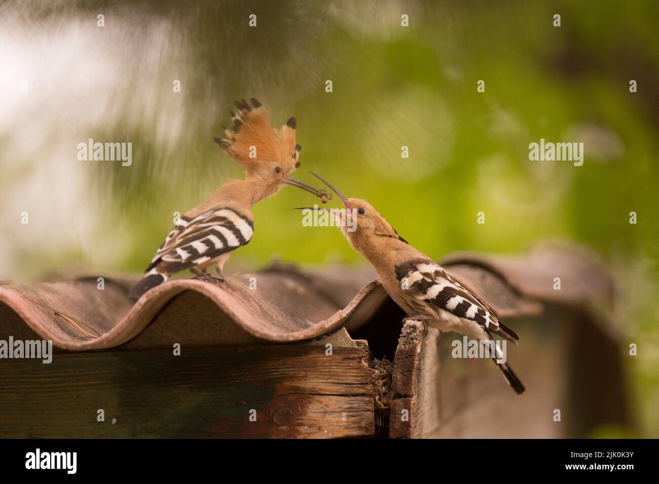Hoopoe (Upupa epops) male feeds a female during courtship This bird is found throughout Europe, Asia, northern and Sub-Saharan Africa and Madagascar. Stock Photo