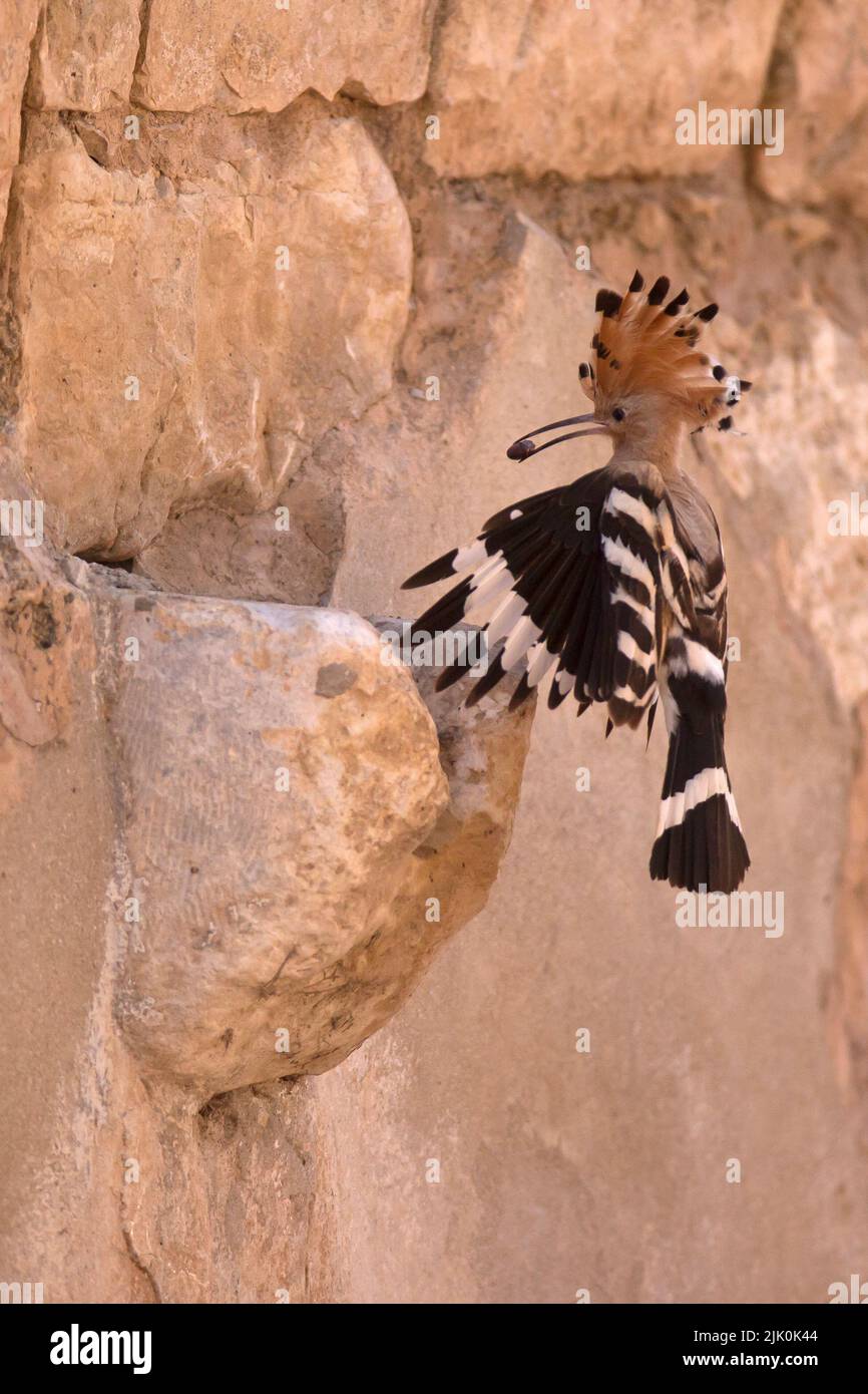 Hoopoe (Upupa epops) with prey This bird is found throughout Europe, Asia, northern and Sub-Saharan Africa and Madagascar. It migrates to warmer tropi Stock Photo