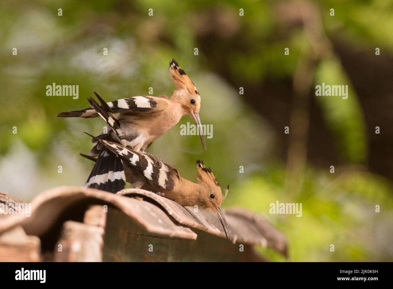Hoopoe (Upupa epops) Mating This bird is found throughout Europe, Asia, northern and Sub-Saharan Africa and Madagascar. It migrates to warmer tropical Stock Photo