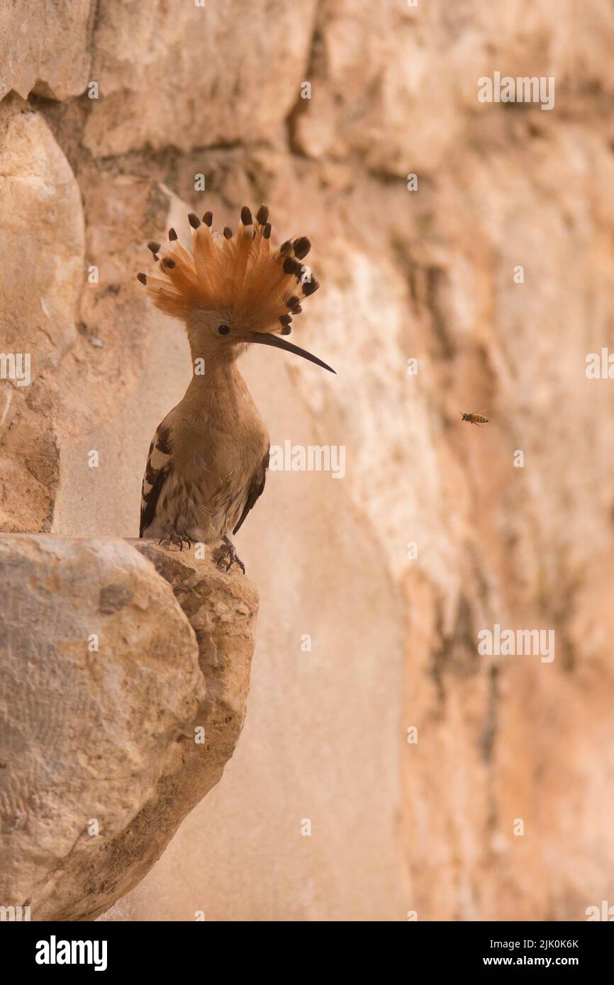 Hoopoe (Upupa epops) This bird is found throughout Europe, Asia, northern and Sub-Saharan Africa and Madagascar. It migrates to warmer tropical region Stock Photo