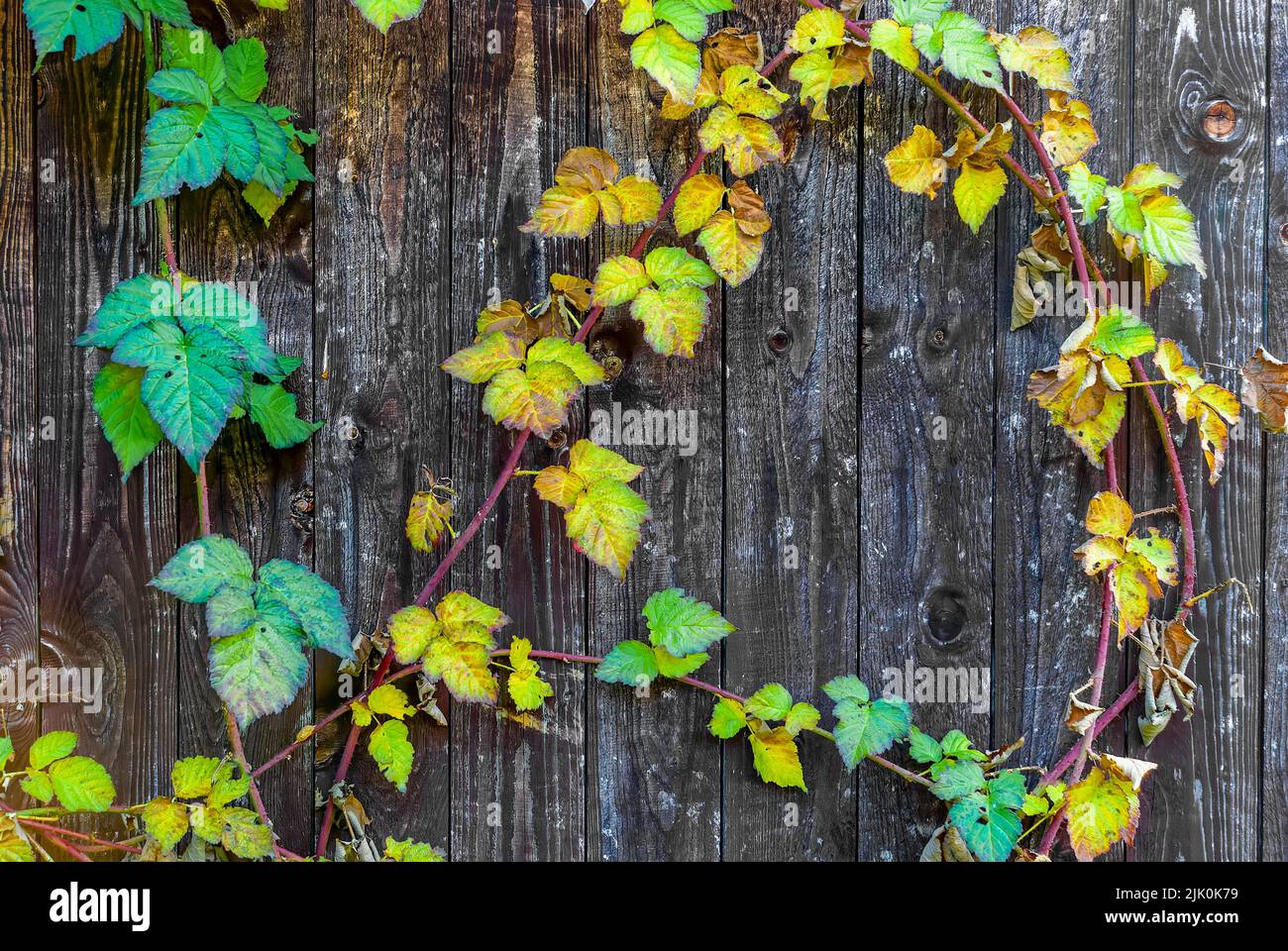 autumn leaf motif - autumn tayberry leaves on wood background, autumn details, autumn postcard, horizontal wallpaper Stock Photo