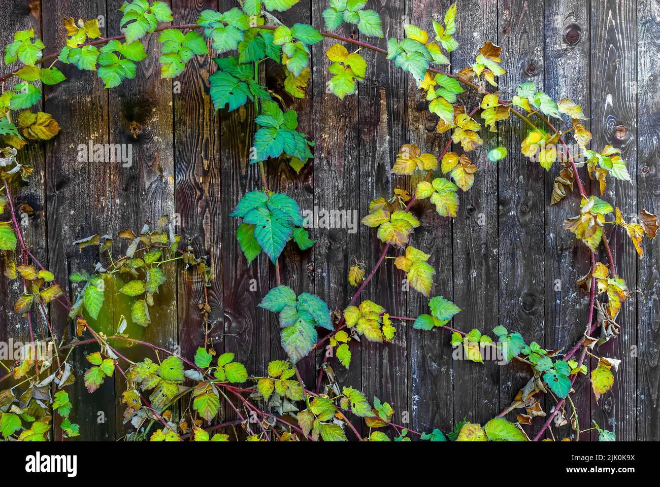 autumn postcard - autumn tayberry leaves on wood background, autumn details, horizontal wallpaper Stock Photo