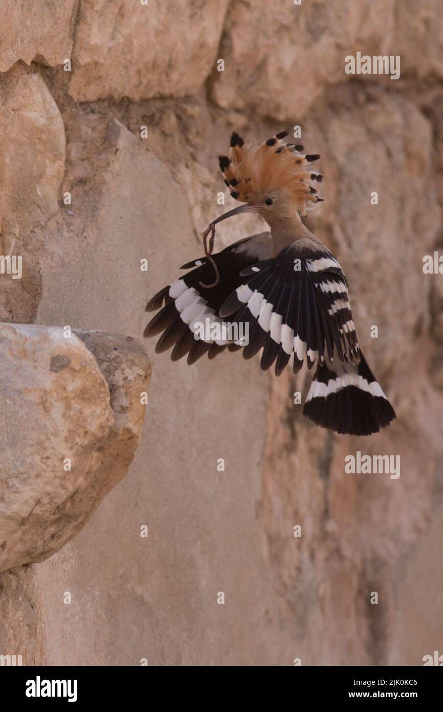 Hoopoe (Upupa epops) with Prey This bird is found throughout Europe, Asia, northern and Sub-Saharan Africa and Madagascar. It migrates to warmer tropi Stock Photo