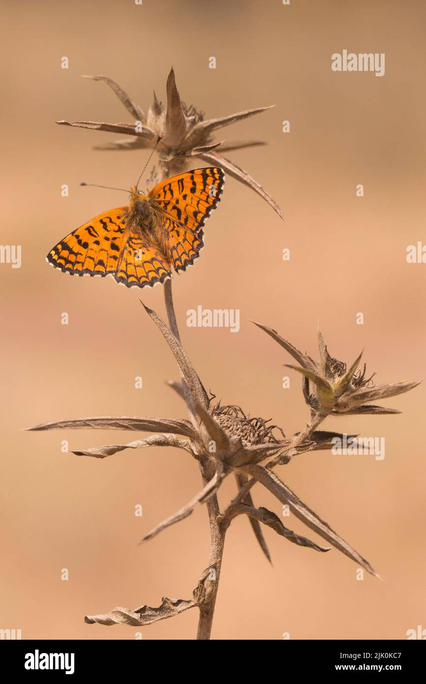Melitaea ornata, the eastern knapweed fritillary, is a butterfly in the family Nymphalidae. Photographed in Israel in July Stock Photo