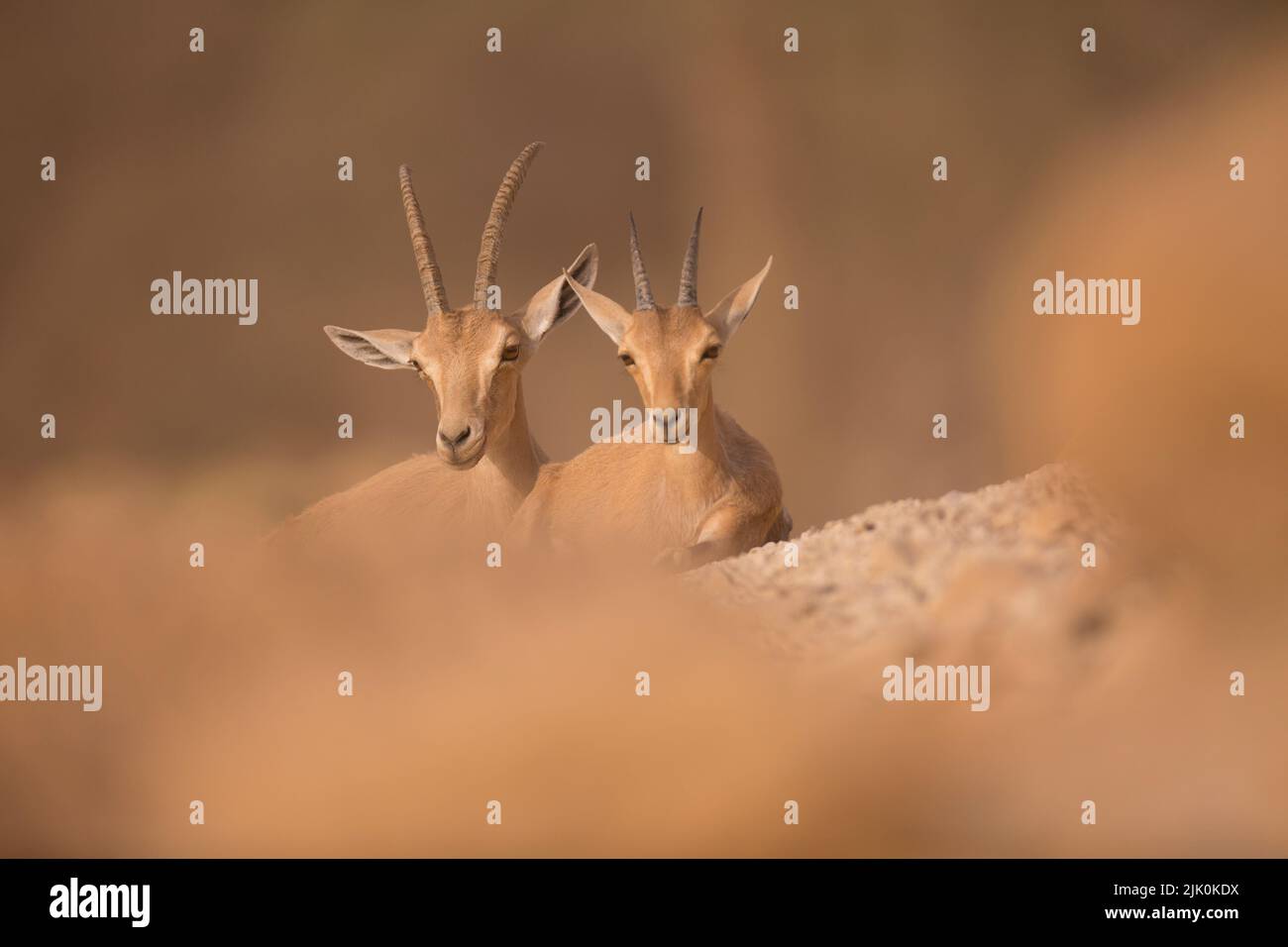 Juvenile Nubian ibex (Capra nubiana) is a desert-dwelling goat species found in mountainous areas of northern and northeast Africa, and the Middle Eas Stock Photo