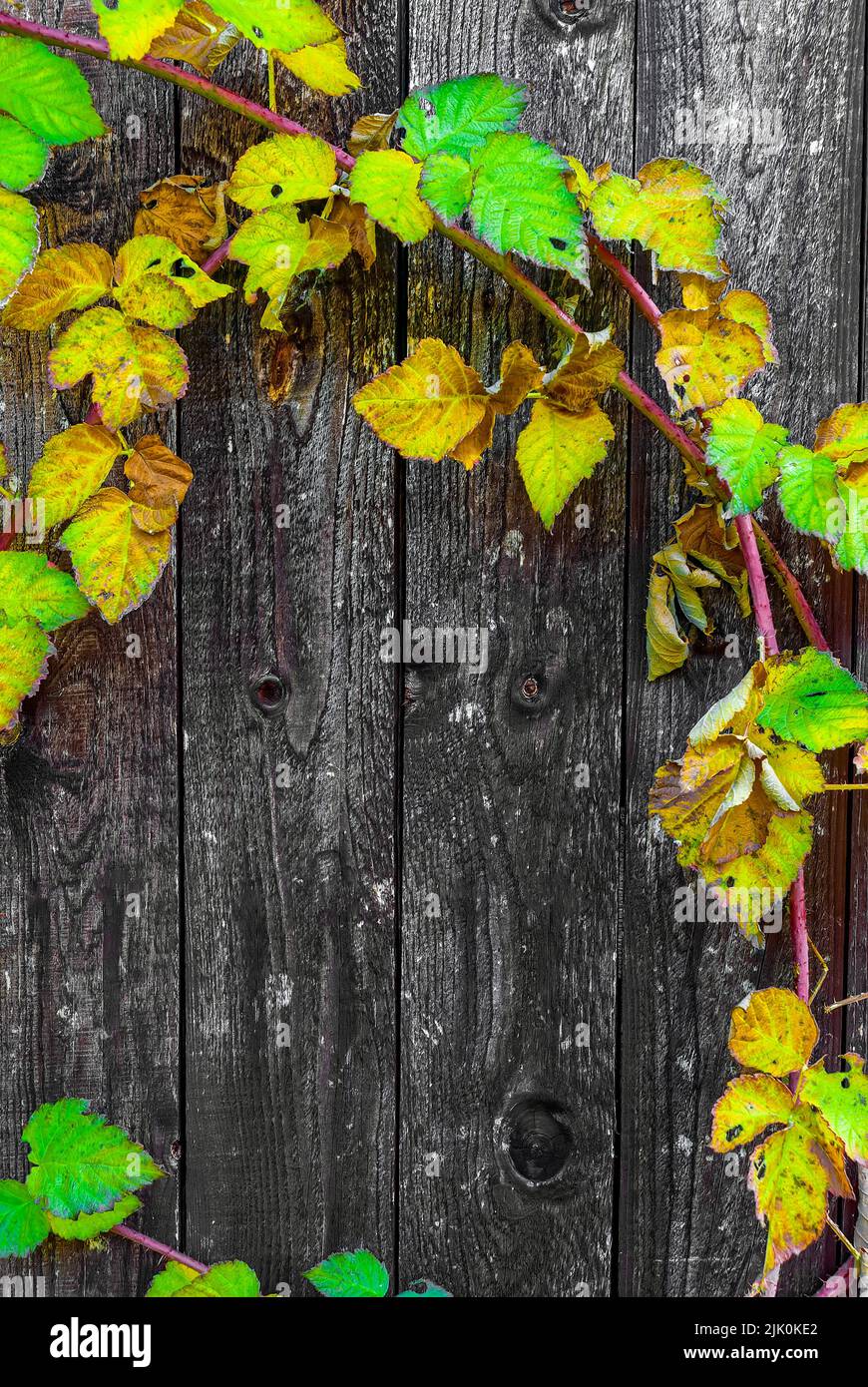 vertical wallpaper with yellow leaves - autumn tayberry leaves on wood background, autumn details, autumn postcard, horizontal wallpaper Stock Photo