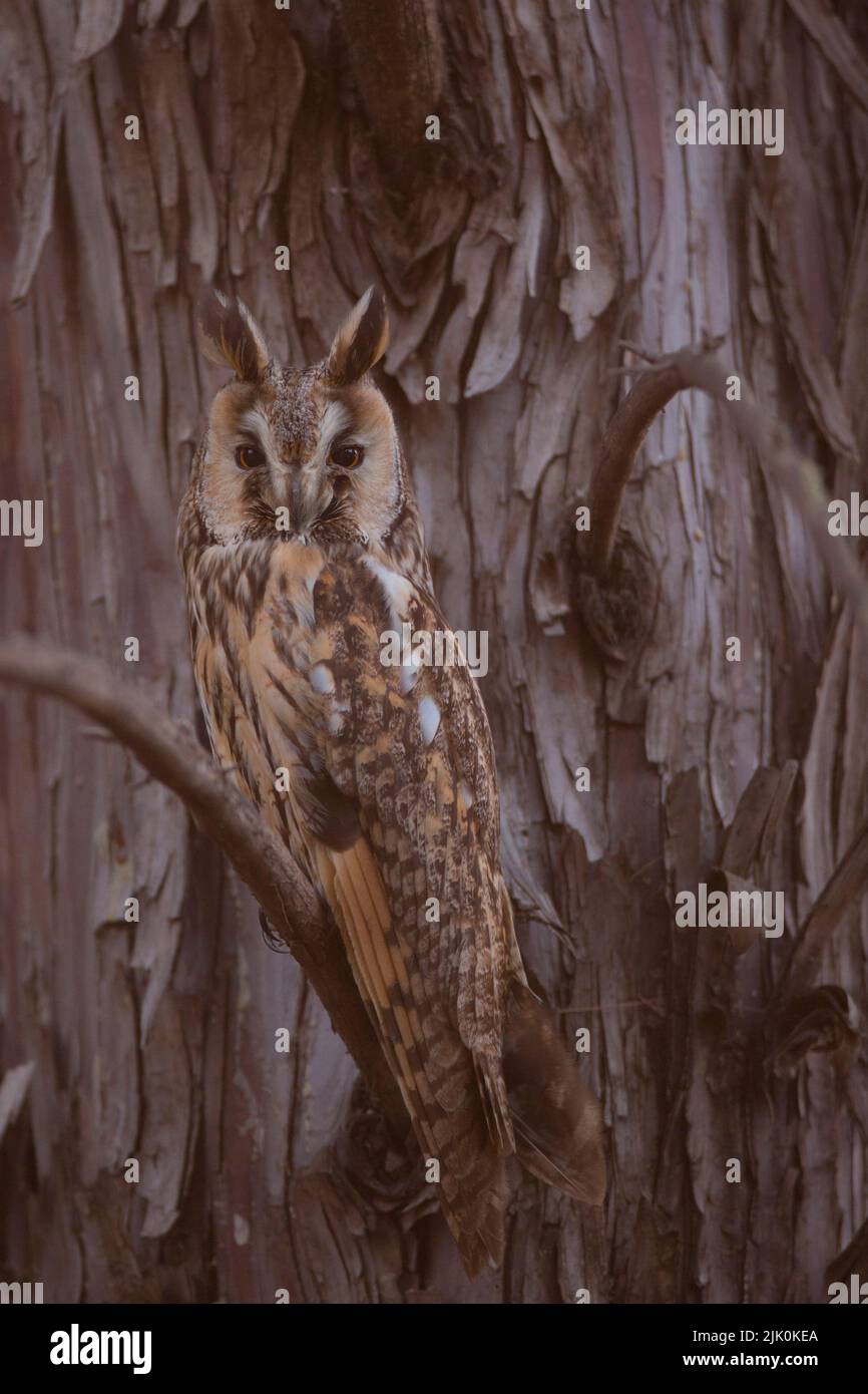Long-eared Owl (Asio otus) camouflaged in a tree. This owl inhabits woodland near open country throughout the northern hemisphere. It is strictly noct Stock Photo