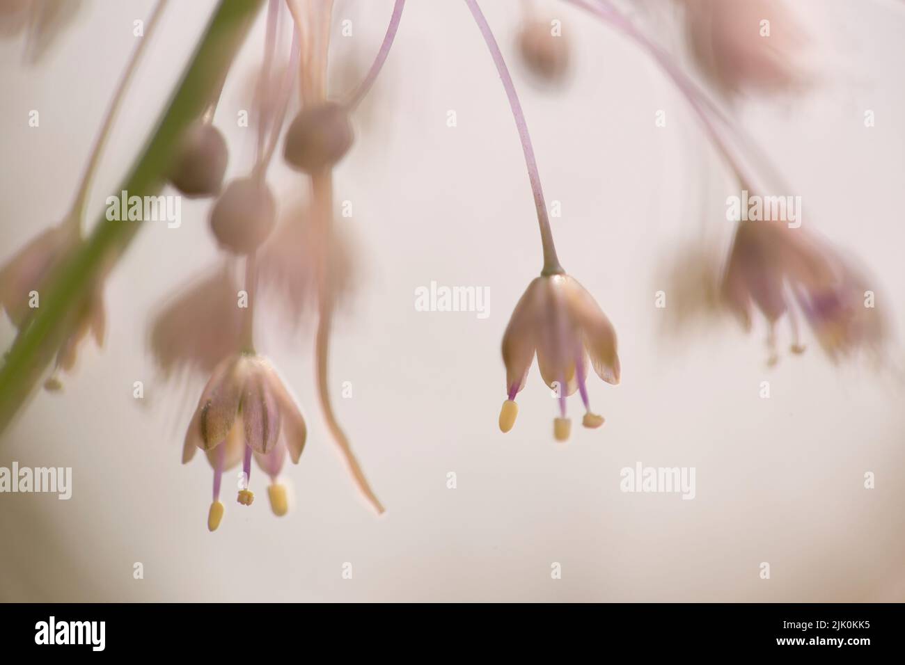 Allium daninianum is a species of onion found in Israel, Syria, Lebanon, Palestine and Jordan. It is a bulb-forming perennial with a long, flexuous sc Stock Photo