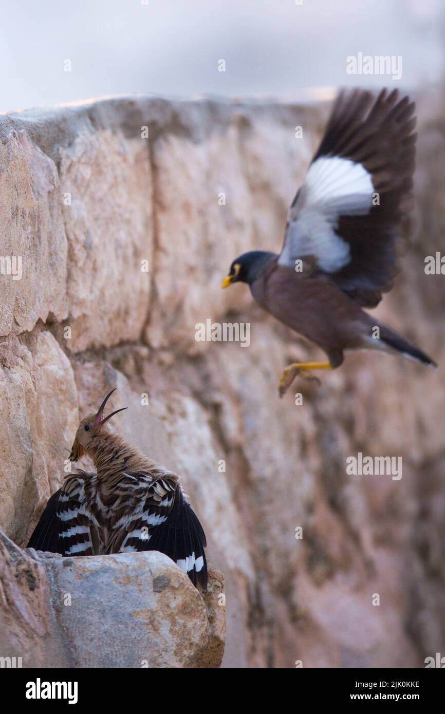 Hoopoe (Upupa epops) and an invasive common myna or Indian myna (Acridotheres tristis), Photographed in Israel in April Stock Photo