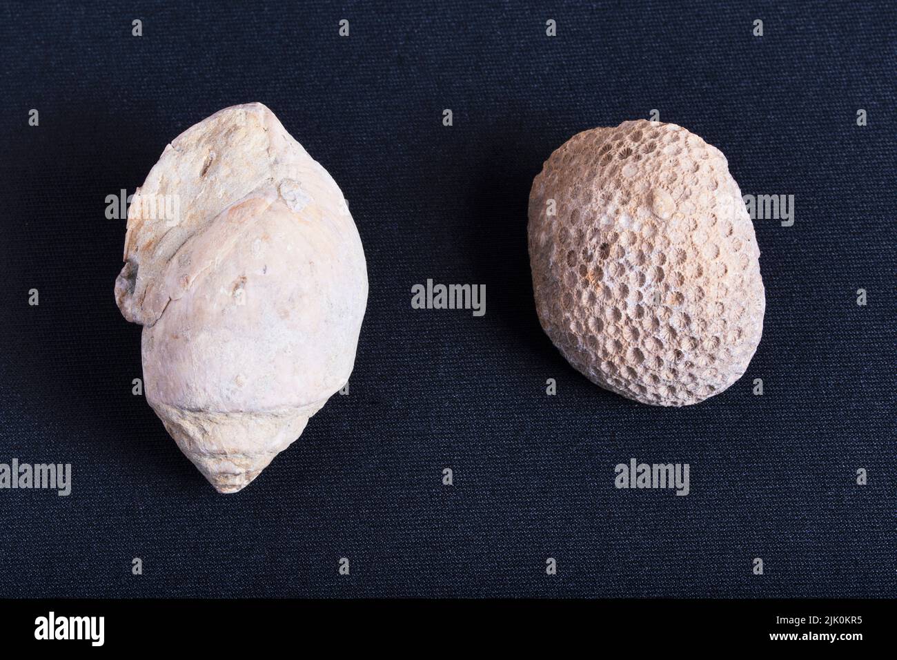 Marine fossils of snail and coral Stock Photo