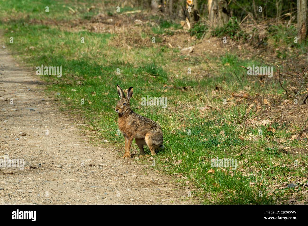 : Brown cute rabbit on a path in daytime Stock Photo