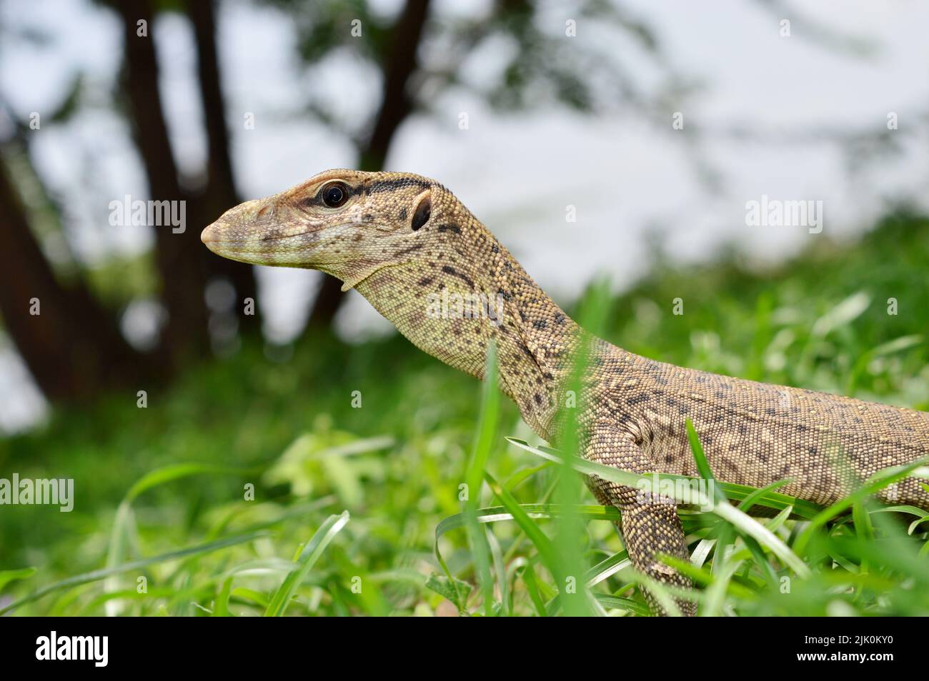 Closeup of Bengal monitor lizard, Varanus bengalensis, Satara