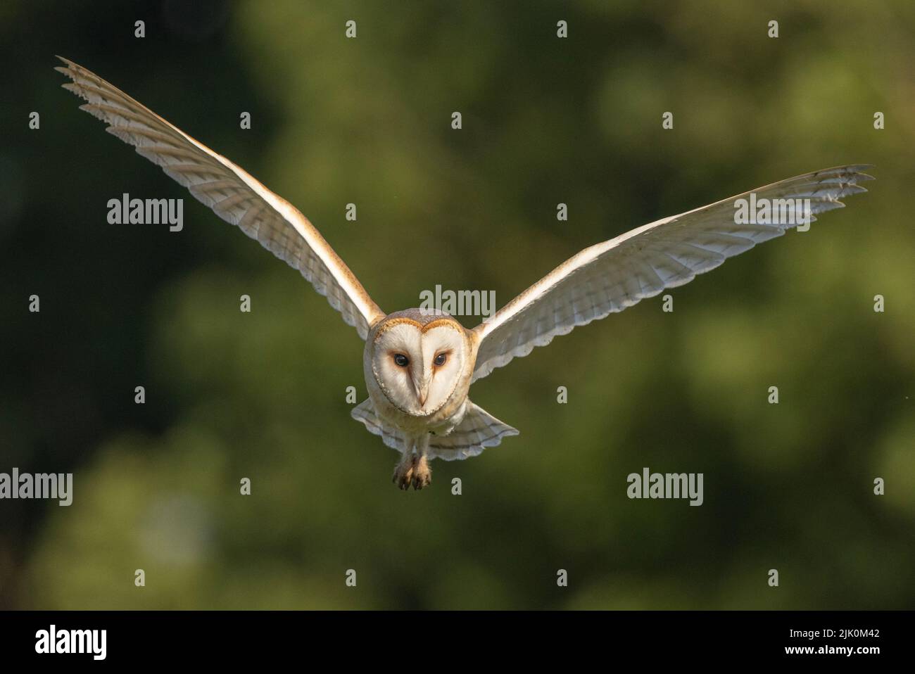 Barn owl heading straight at me taken from my portable hide with a silent shutter Stock Photo