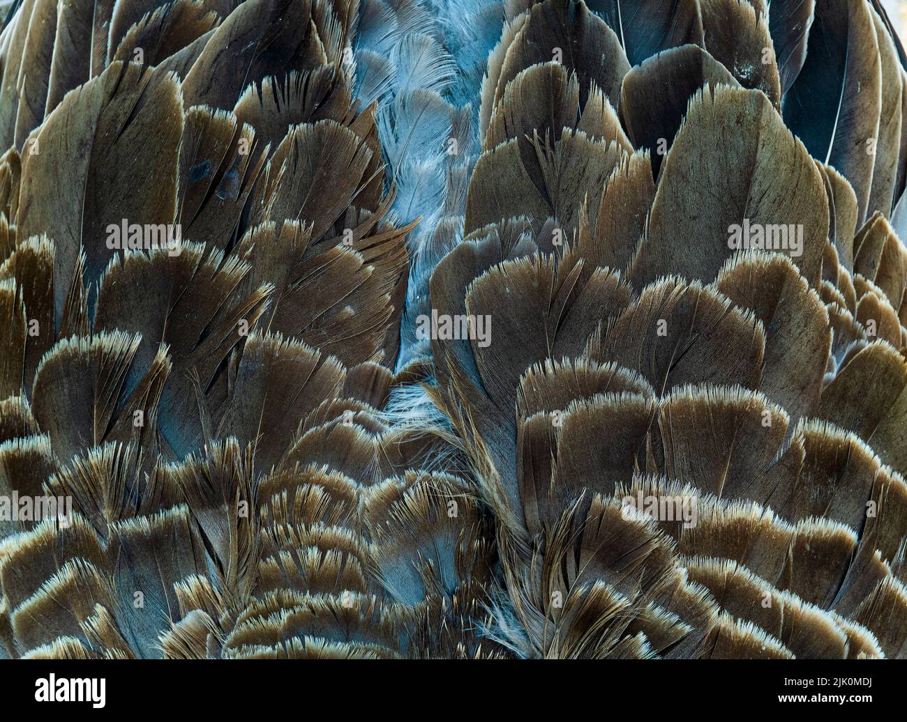 Closeup of a bird body covered with brown and white feathers  Closeup of a bird body covered with brown and white feathers Stock Photo