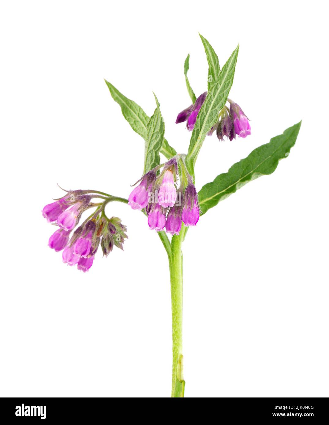 Comfrey bush with flowers, isolated on white background. Symphytum officinale plant. Herbal medicine. Clipping path Stock Photo