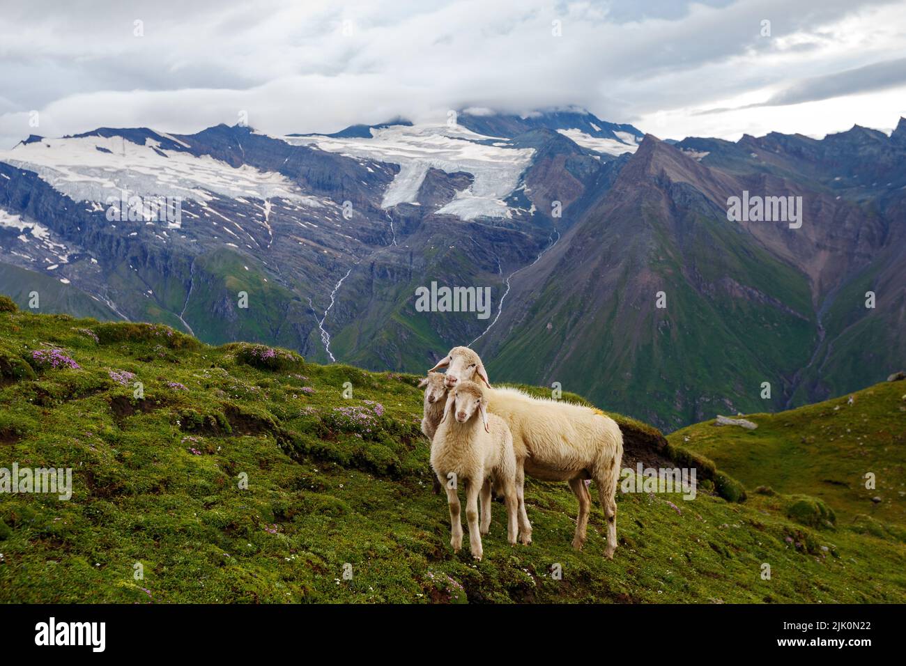Sheeps. Dorfertal alpine valley. Osttirol. Hohe Tauern National Park. Austrian Alps. Europe. Stock Photo