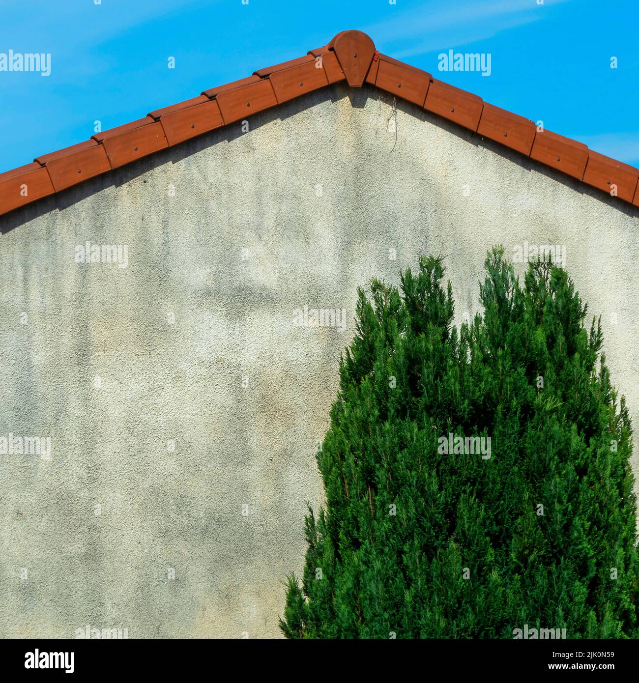 Juniperus chinensis plant against a background of a concrete house with roof Stock Photo