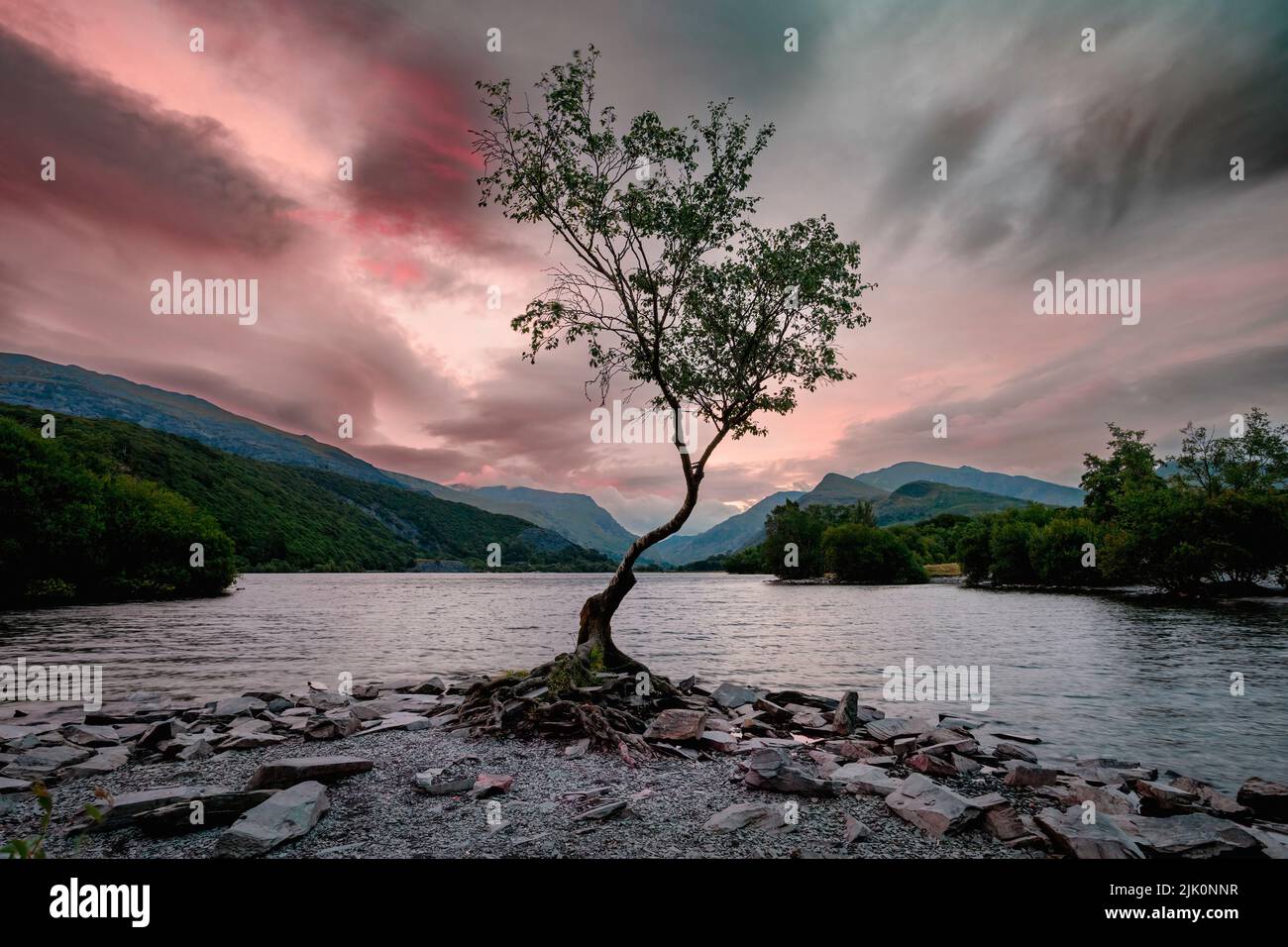 The lonely tree on LLyn Padarn lake in Llanberis in the Snowdonia area of North Wales UK Stock Photo