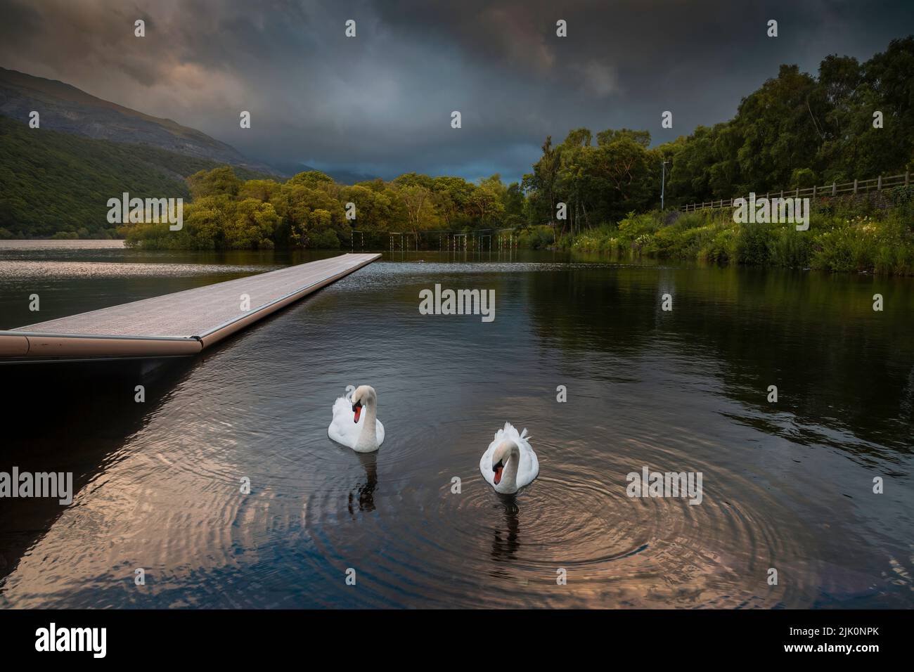 Swans on LLyn Padarn lake, a haven for water sports enthusiasts, situated in Llanberis in Snowdonia, North Wales UK Stock Photo