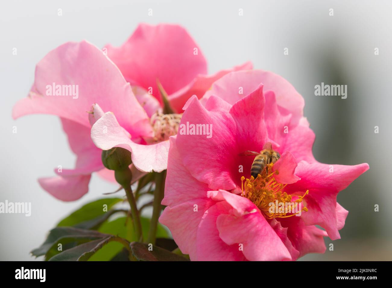 A bee harvesting pollen on a red rose in full bloom with yellow