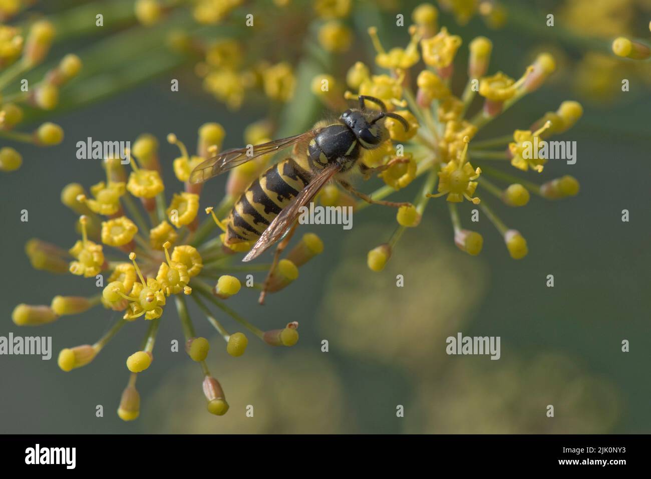 Common wasp (Vespula vulgaris) pollinator pollinating fennel (Foeniculum vulgare) yellow flowers on the umbel of a garden herb, Berkshire, July Stock Photo