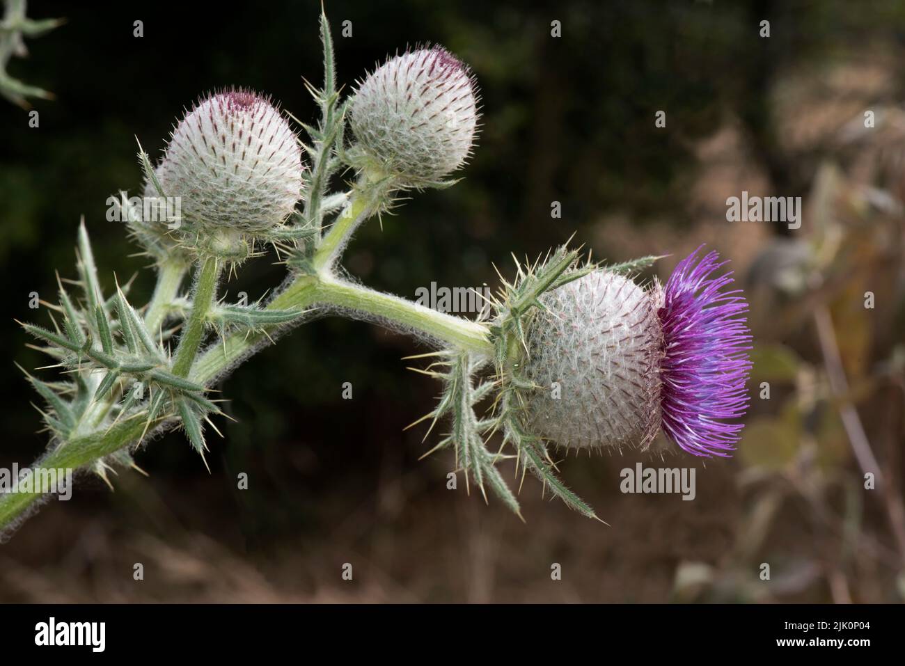 Woolly thistle (Cirsium eriophorum) flowering with purple disc florets on a tall spiny leaved plant and unopened buds, Berkshire, July. Stock Photo