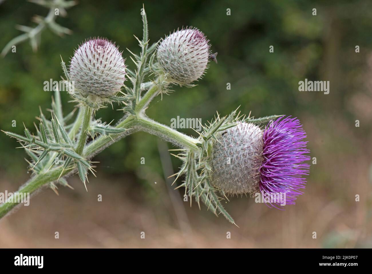 Woolly thistle (Cirsium eriophorum) flowering with purple disc florets on a tall spiny leaved plant and unopened buds, Berkshire, July. Stock Photo
