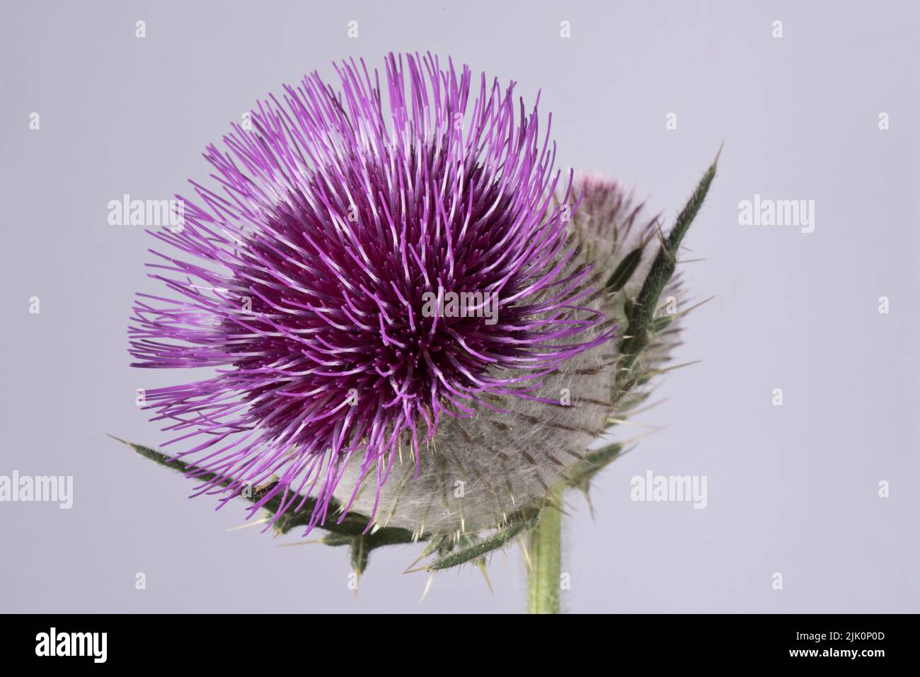 Woolly thistle (Cirsium eriophorum) single flower with purple disc florets and spherical flower head covered with spines and webbing hairs, Stock Photo