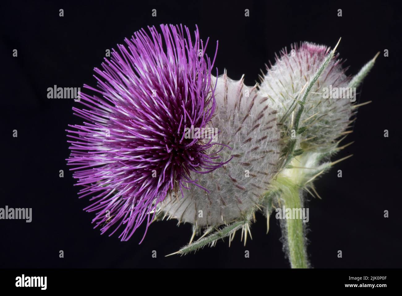 Woolly thistle (Cirsium eriophorum) single flower with purple disc florets and spherical flower head covered with spines and webbing hairs, Stock Photo