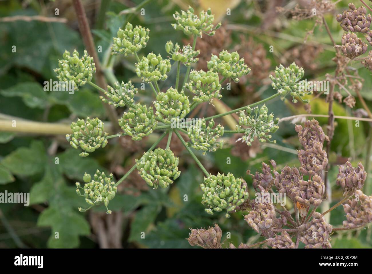 Green unripe and brown ripening seed heads of common hogweed (Heracleum ...