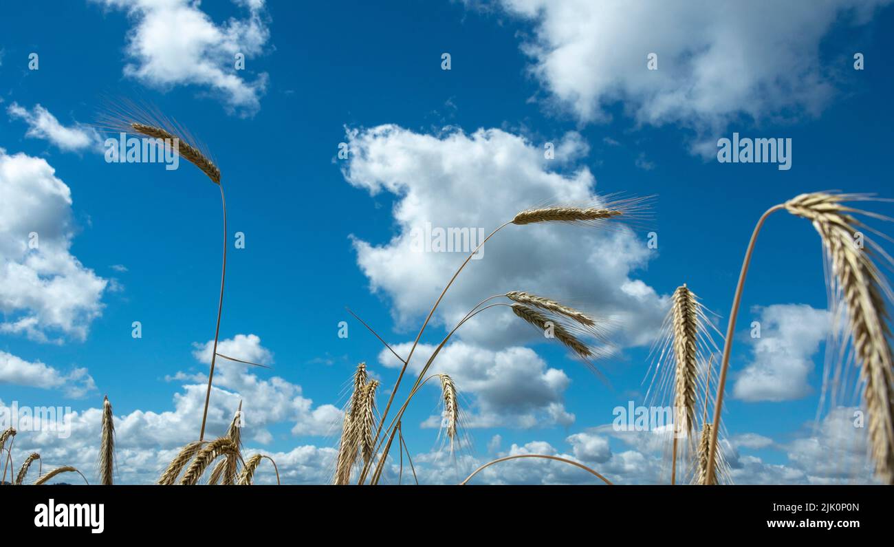 Ripe wheat field against a background of blue sky and clouds Stock Photo