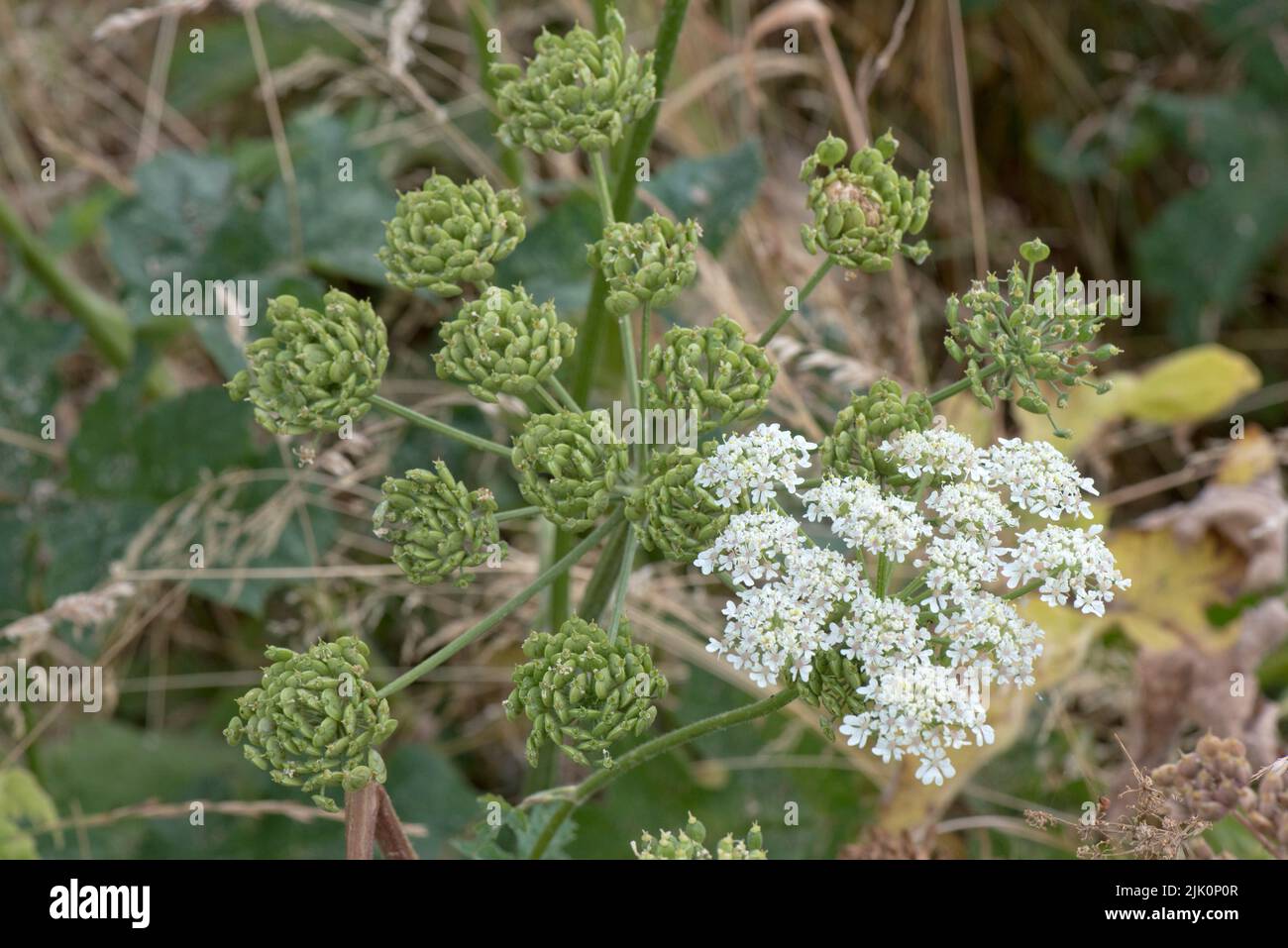 Green unripe and brown ripening seed heads of common hogweed and white flower (Heracleum sphondylium) umbel, Berkshire, July Stock Photo
