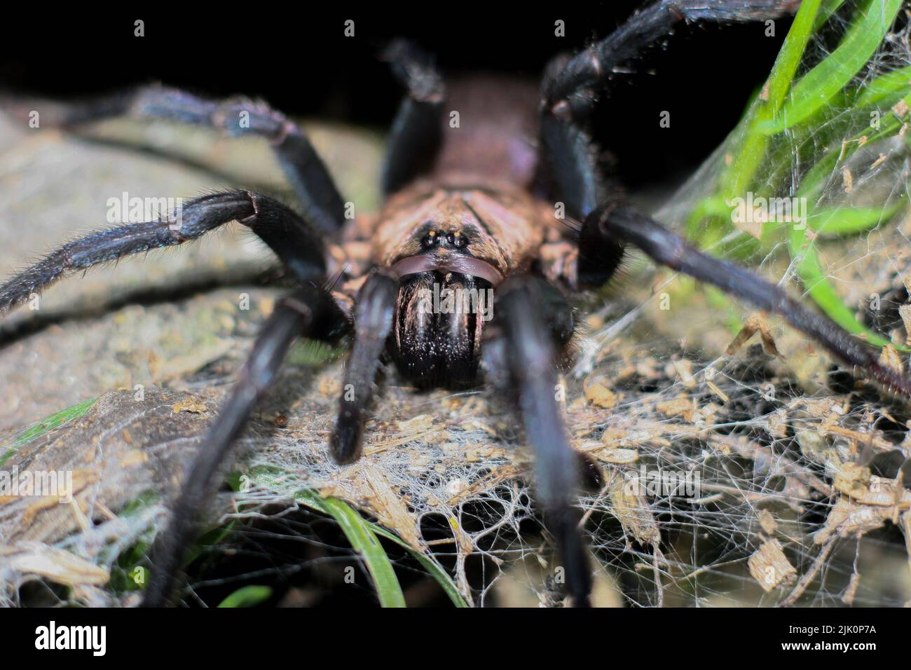 macro photography of spiders in wildl Stock Photo - Alamy