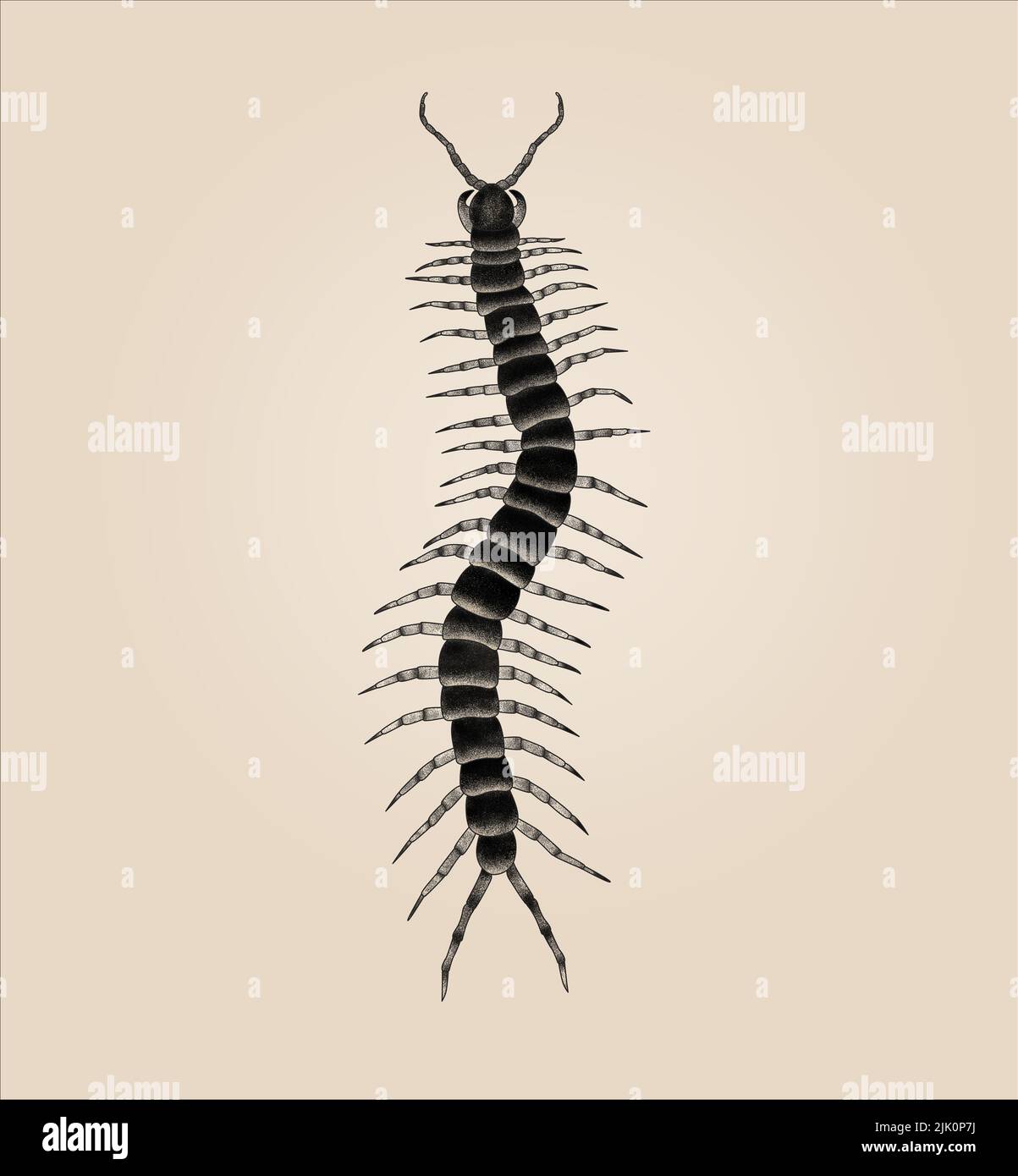 giant scolopendra illustration for tattoo Stock Photo - Alamy
