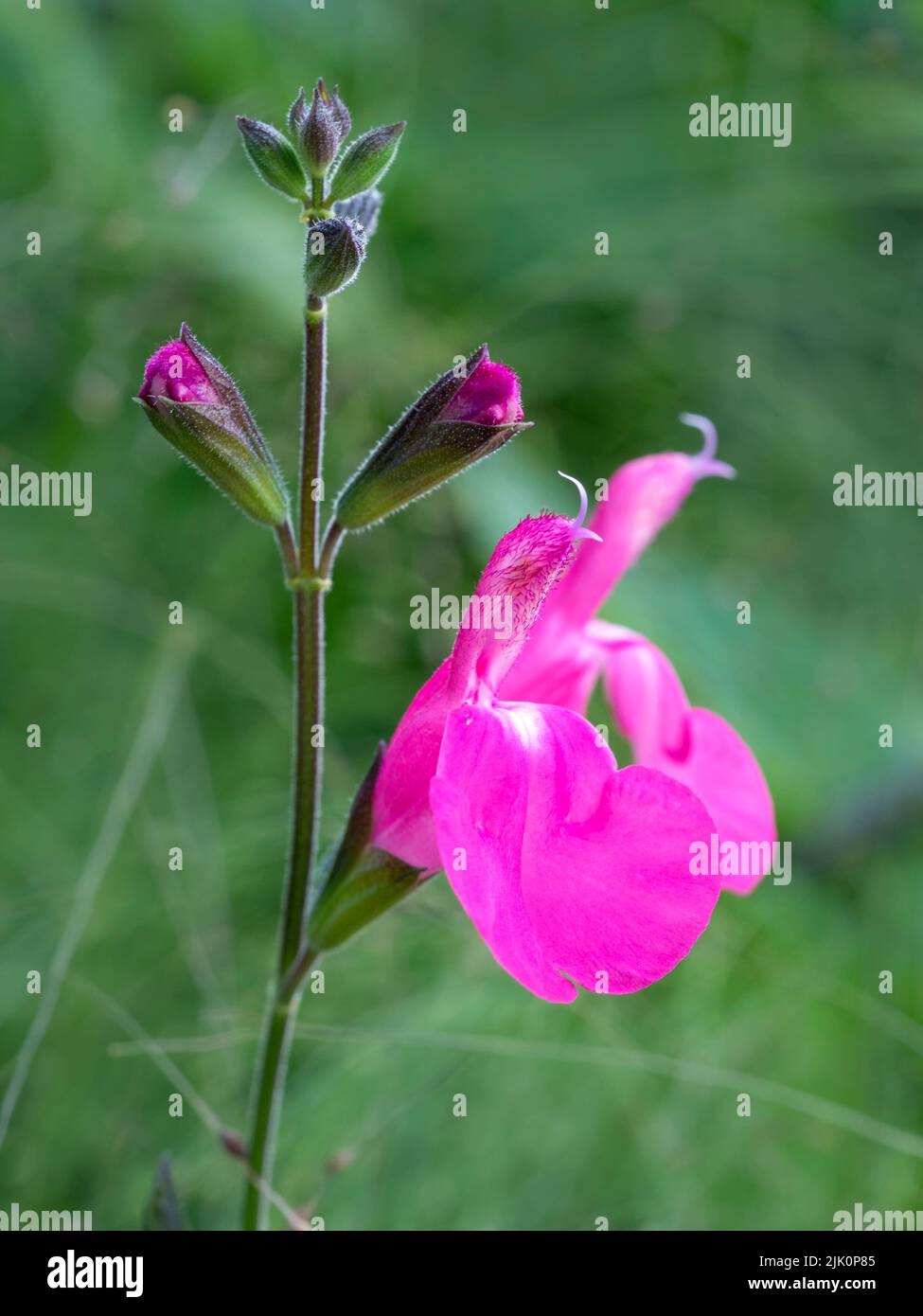 Closeup of a tiny pink flower of Salvia Orchid Glow Stock Photo
