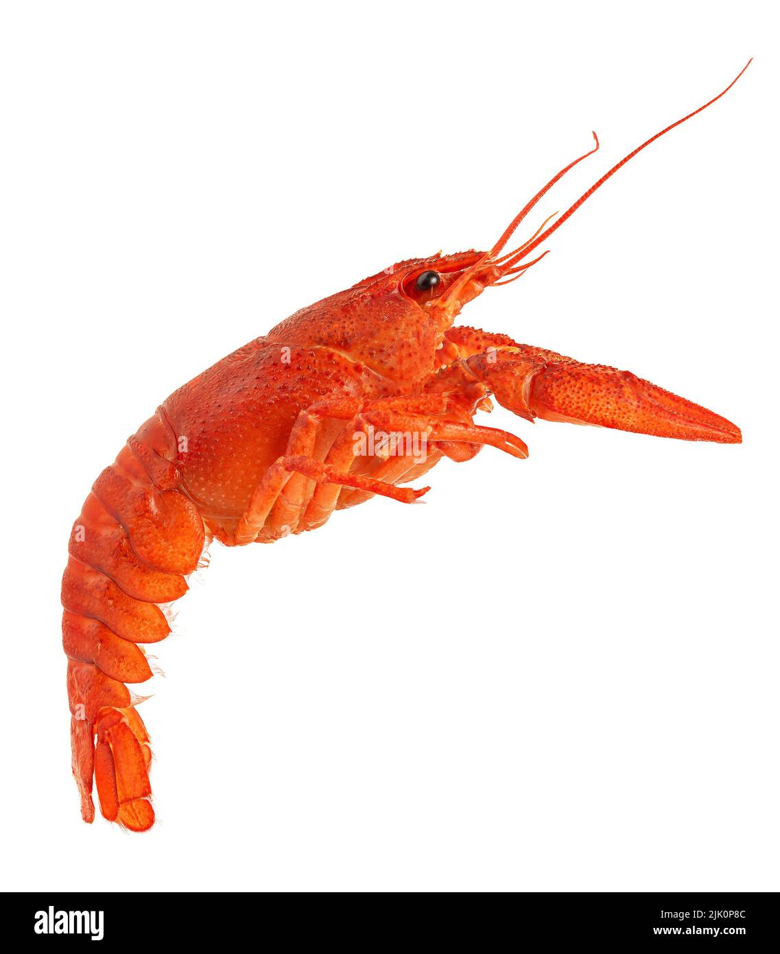 Cooced crayfish isolated on white background. Stock Photo