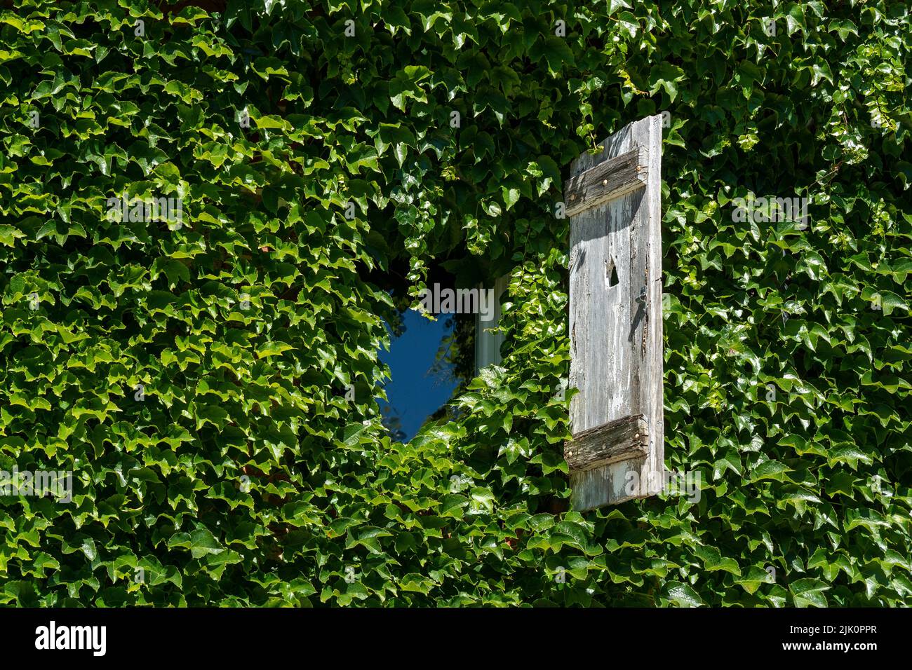 Plant to cover house wall hires stock photography and images Alamy